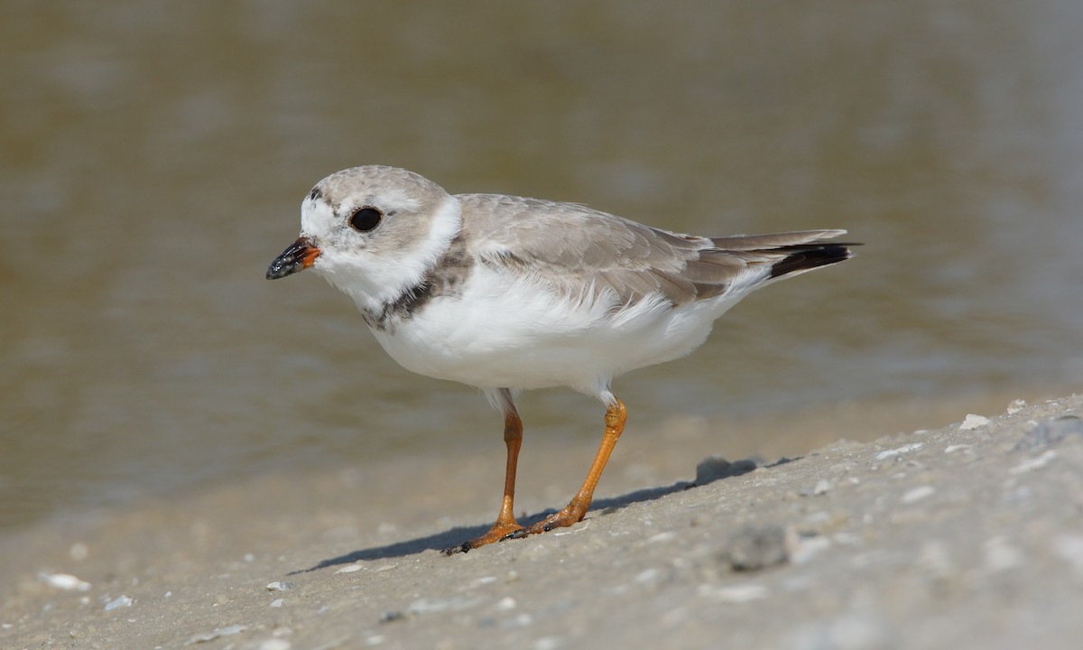 Piping Plover - ML93600731