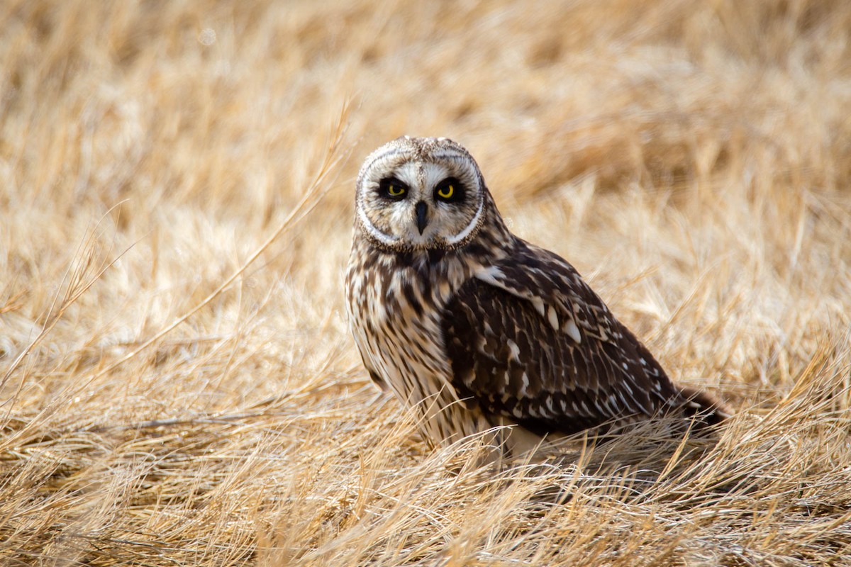 Short-eared Owl - Jeremy Birket