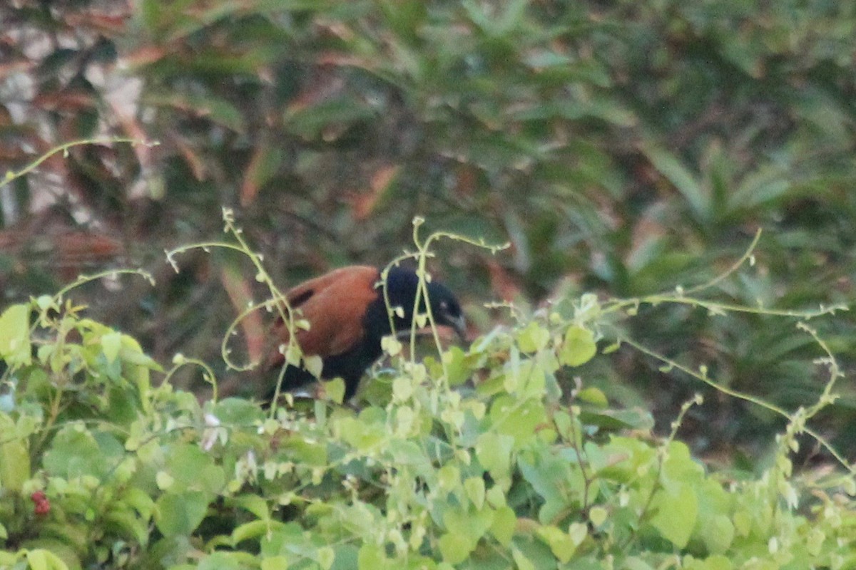 Greater Coucal - ML93603551