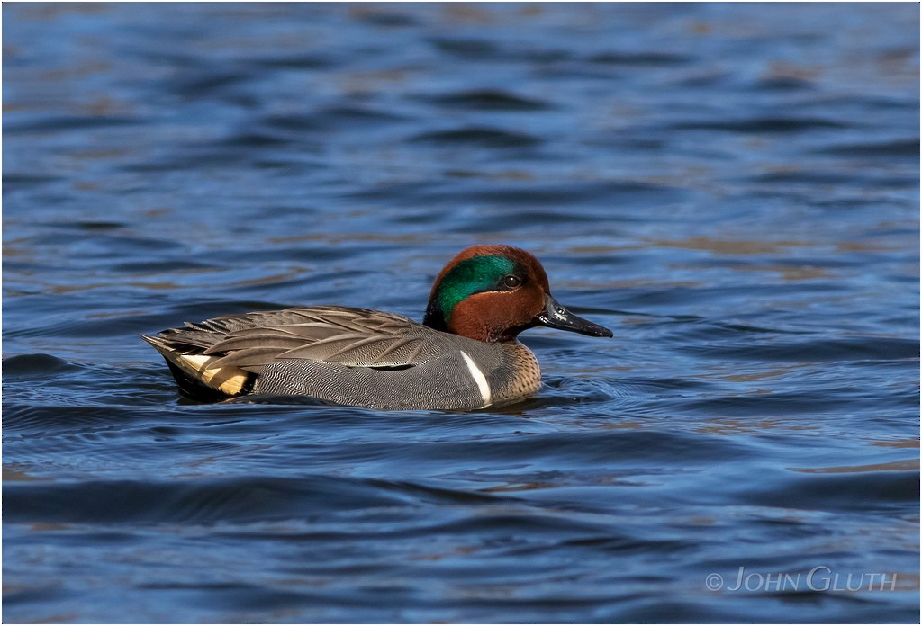 Green-winged Teal - ML93603791