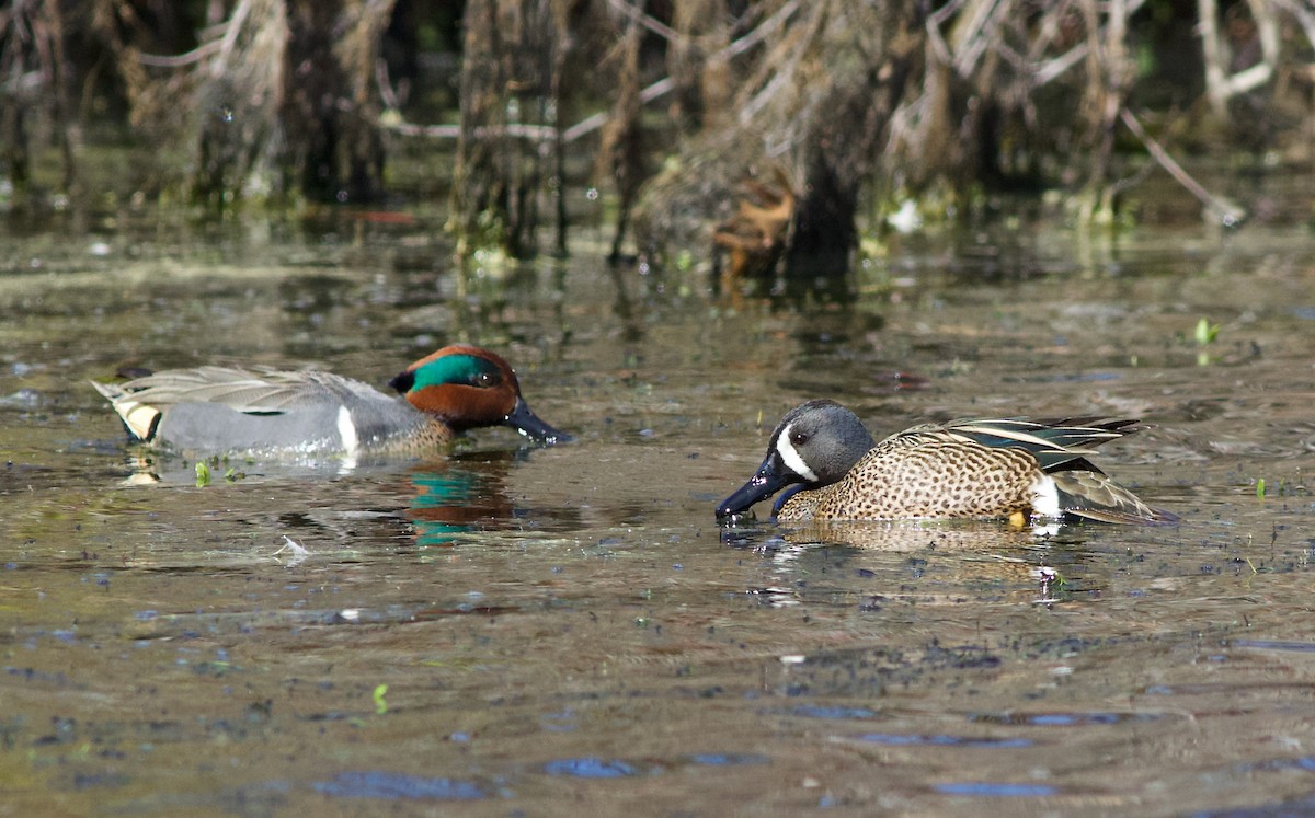 Green-winged Teal - ML93603841