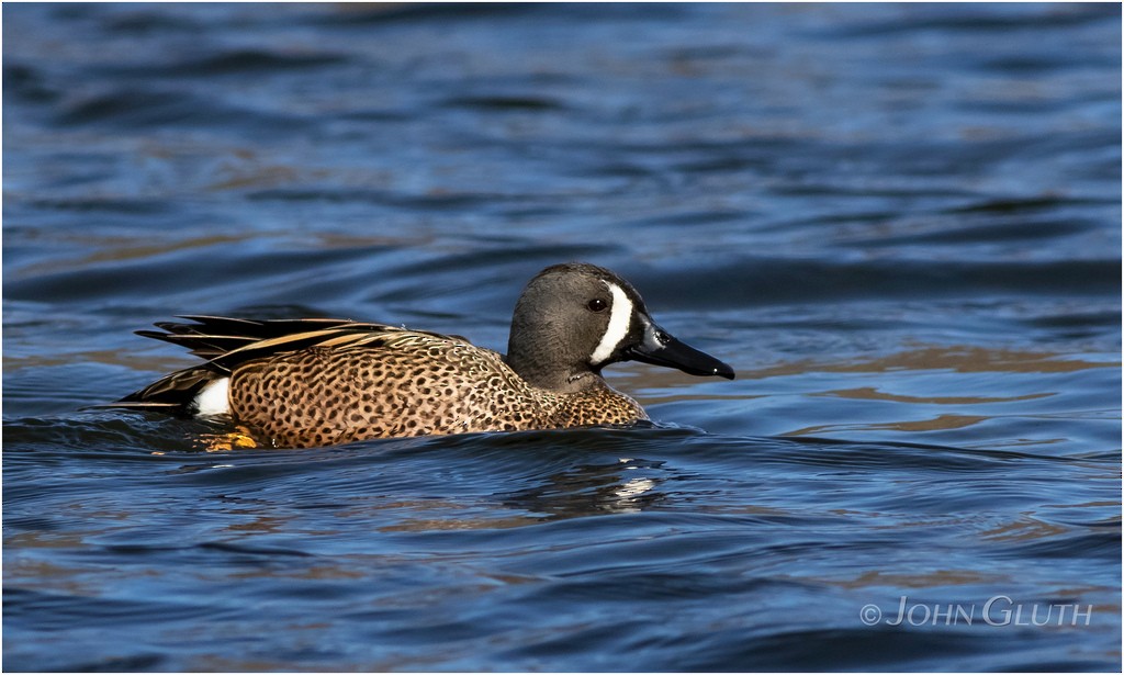 Blue-winged Teal - ML93603851