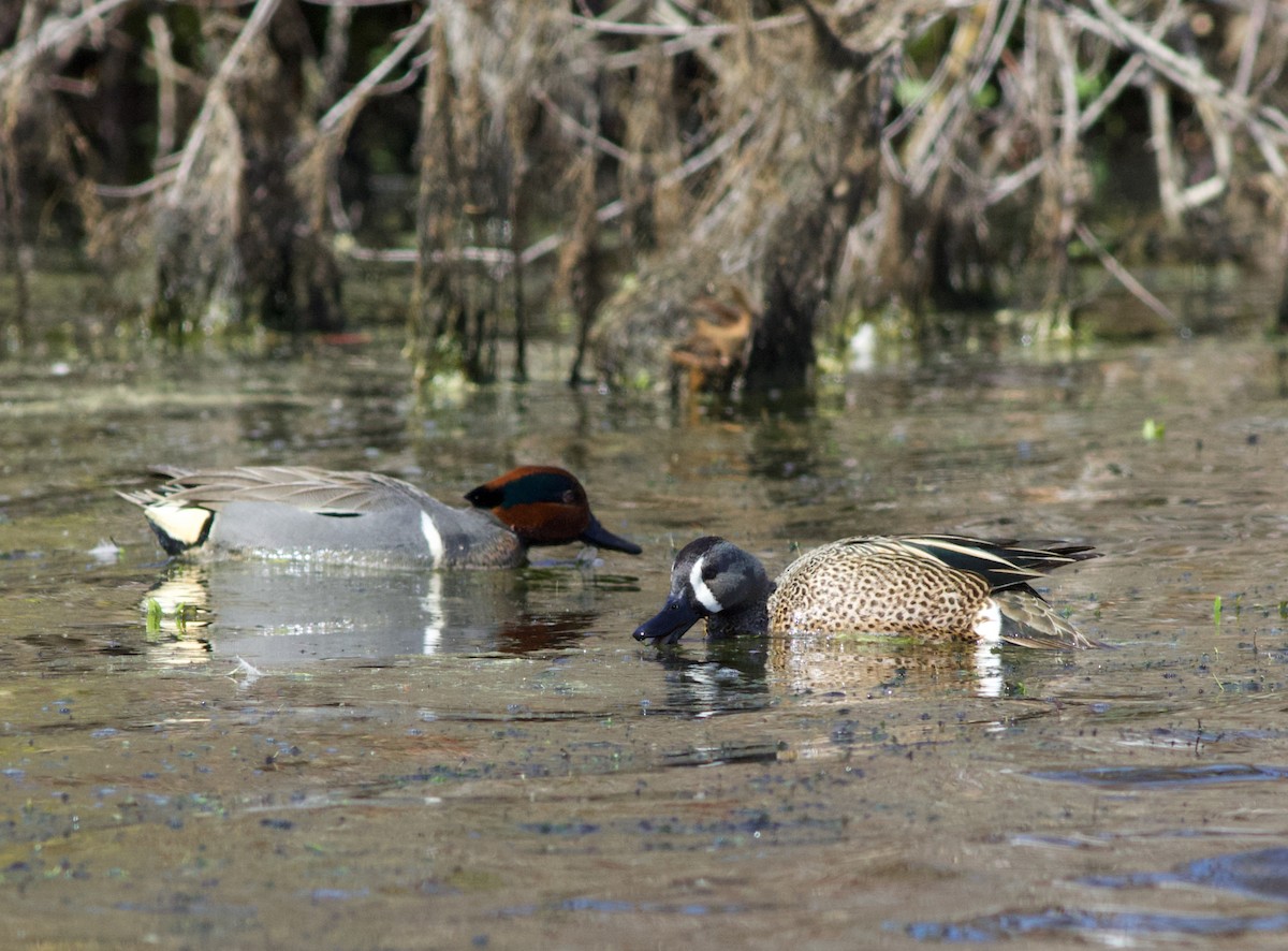 Blue-winged Teal - ML93603881