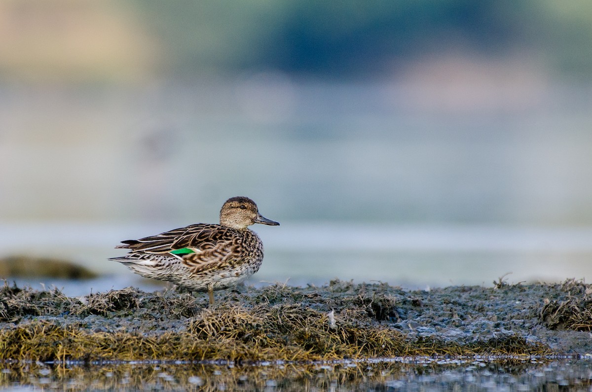 Green-winged Teal - ML93604441