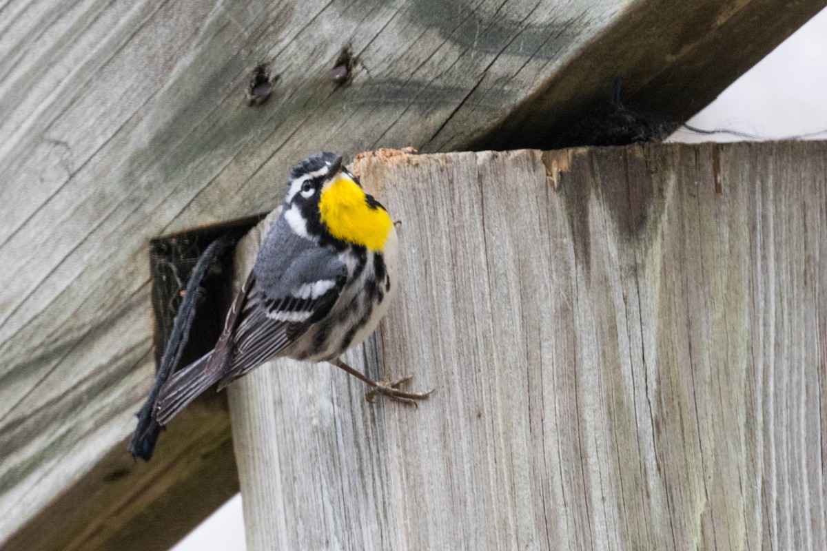 Yellow-throated Warbler - Tom Blevins