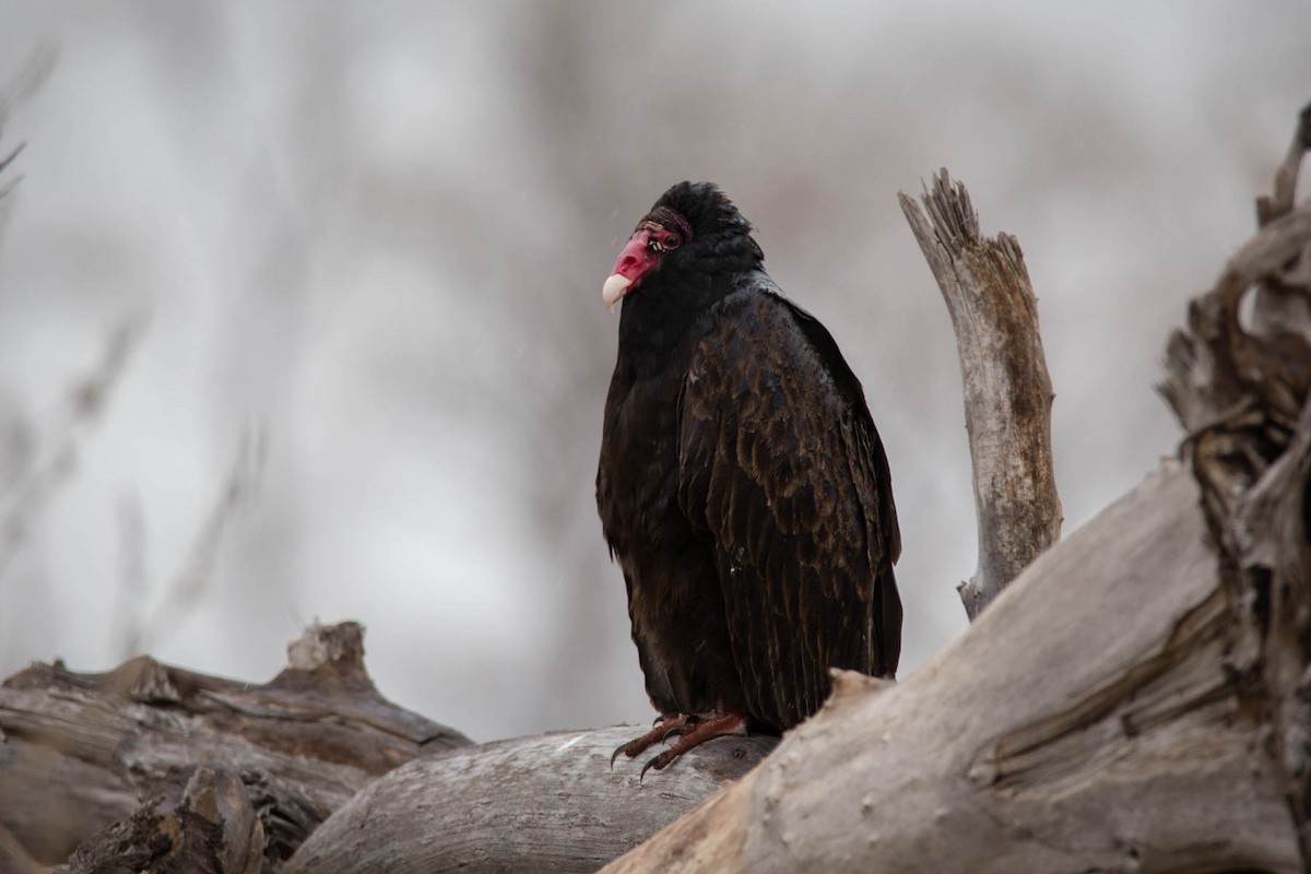 Turkey Vulture - Jeremy Birket