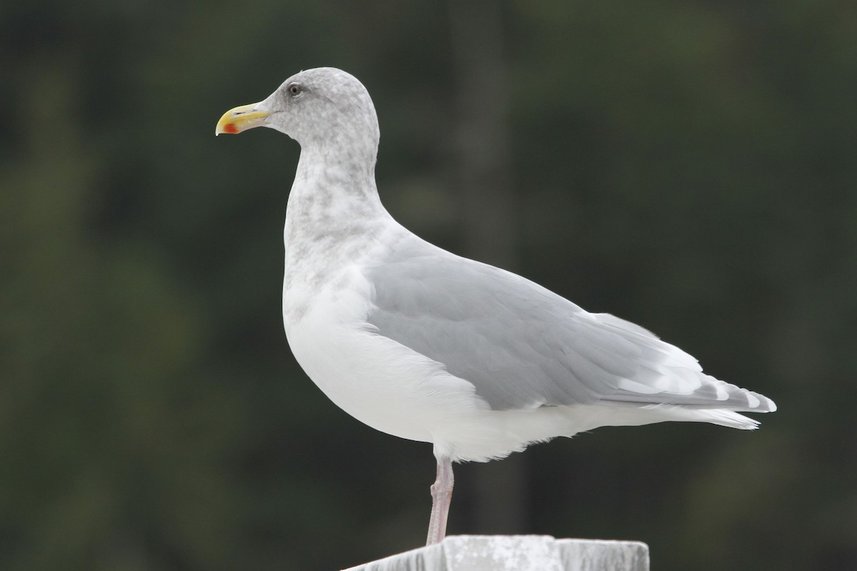 Glaucous-winged Gull - Reinhard Vehring