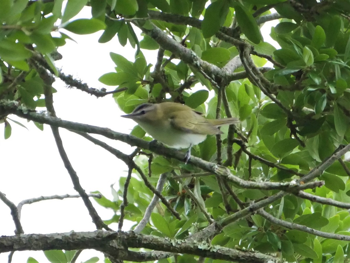 Red-eyed Vireo - Mike Malmquist