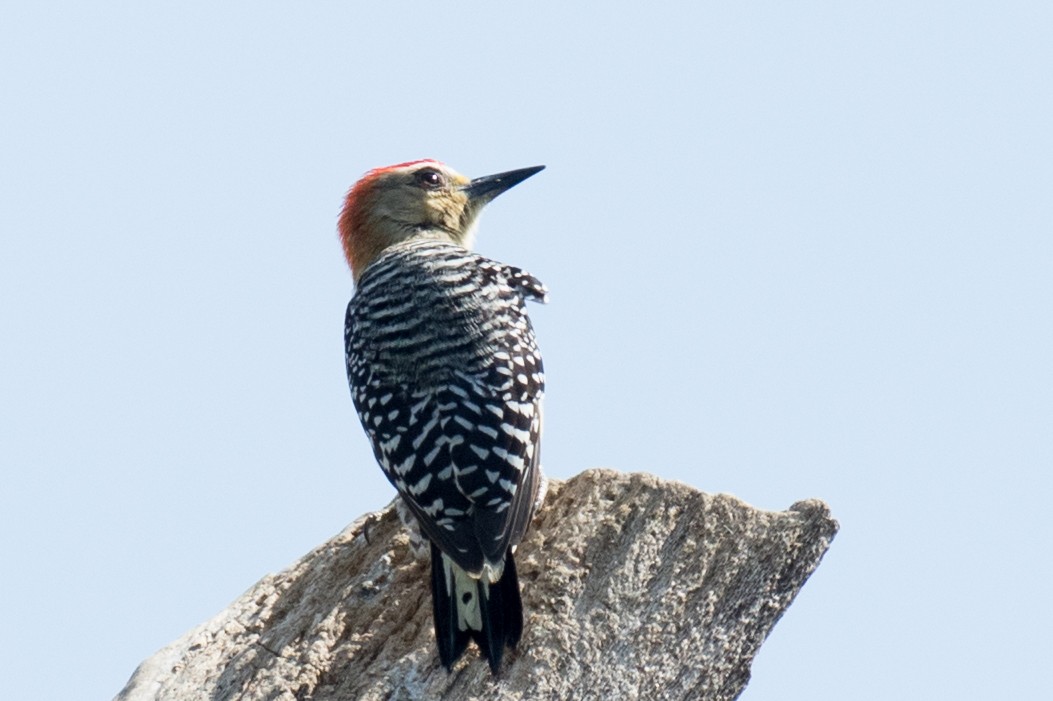 Red-crowned Woodpecker - Robert Lewis