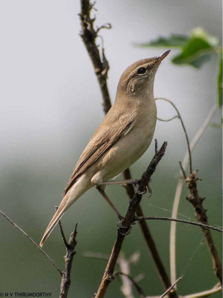 Sykes's Warbler - Coimbatore Nature Society