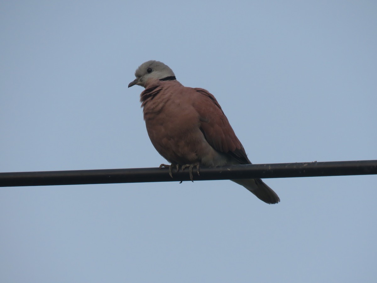 Red Collared-Dove - ML93615291