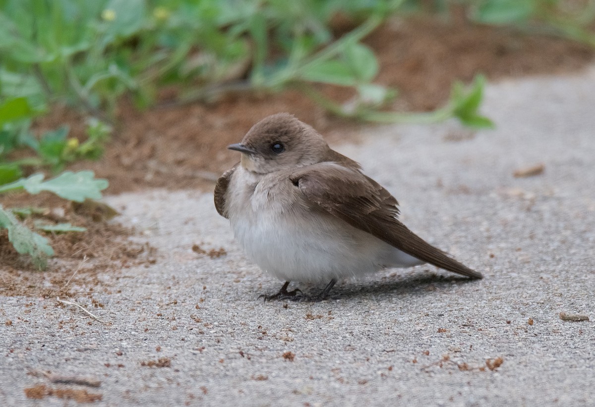 Northern Rough-winged Swallow - Harlan Stewart