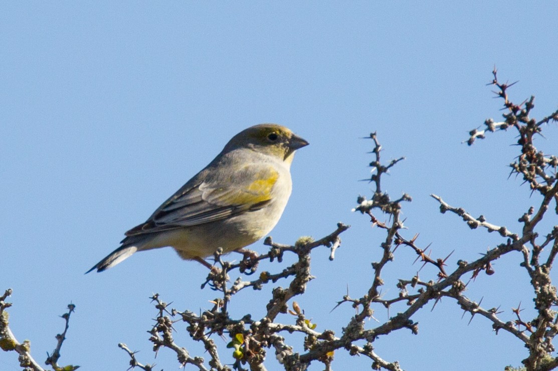 Patagonian Yellow-Finch - ML93617951