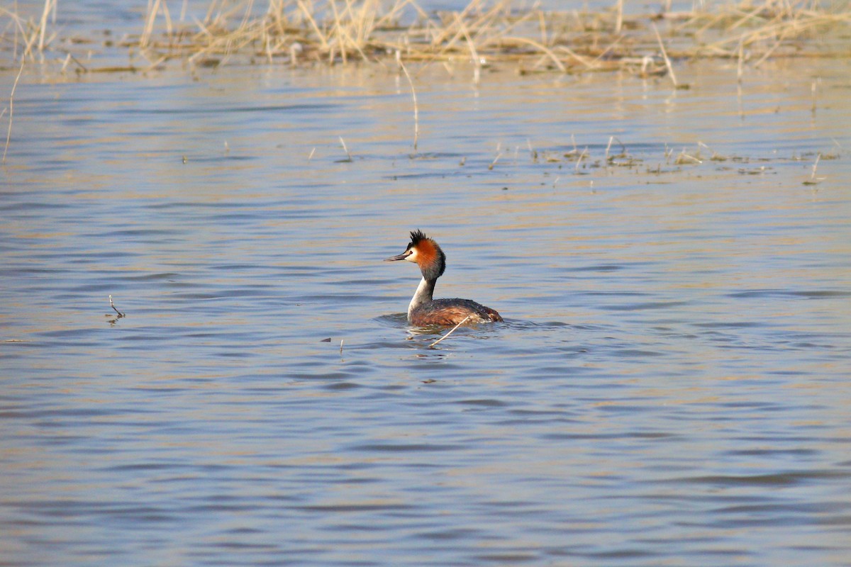 Great Crested Grebe - ML93618571