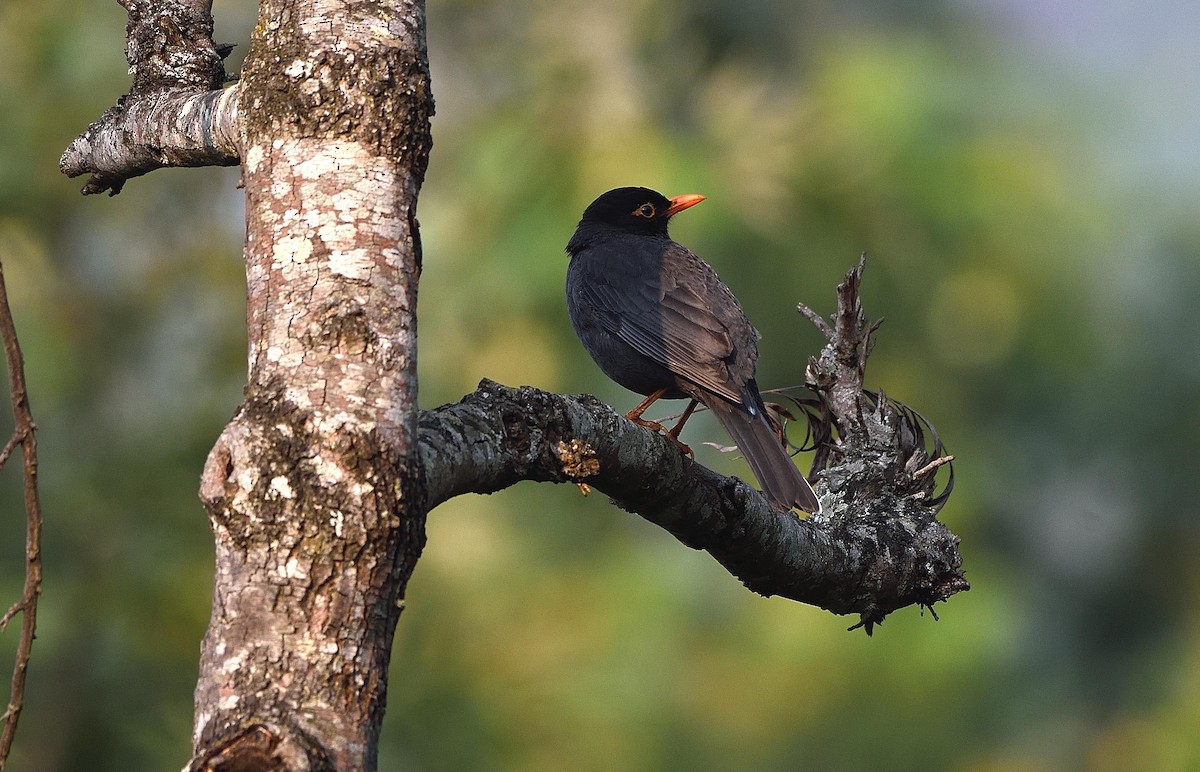 Indian Blackbird - Arun Prabhu