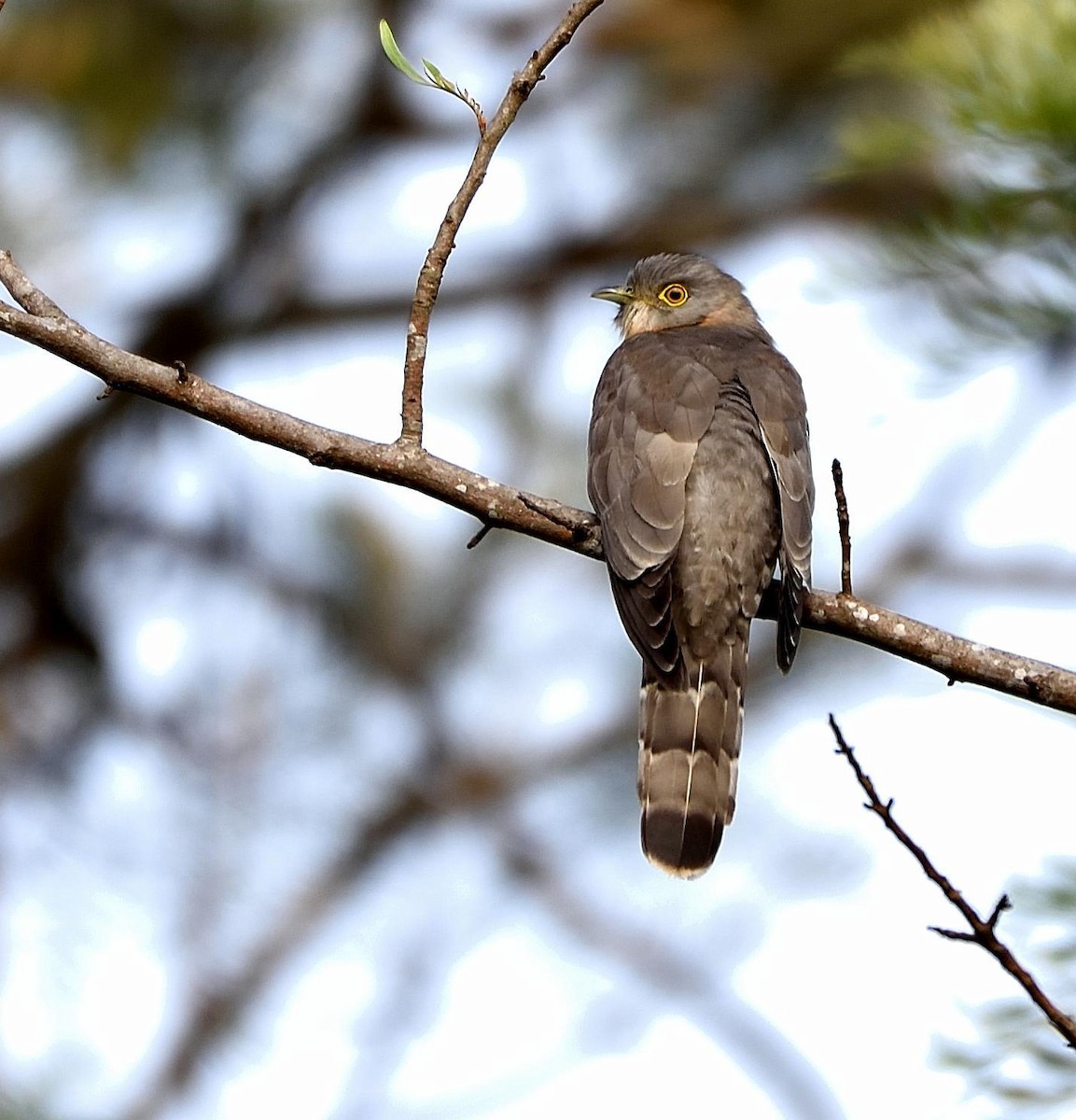 Common Hawk-Cuckoo - ML93620381