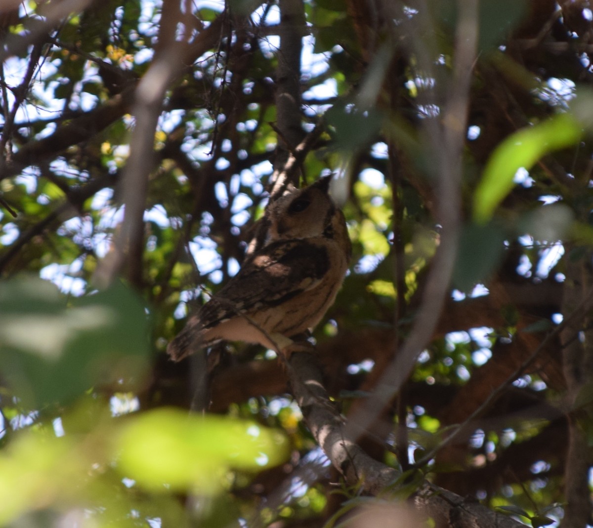 Indian Scops-Owl - Siva T