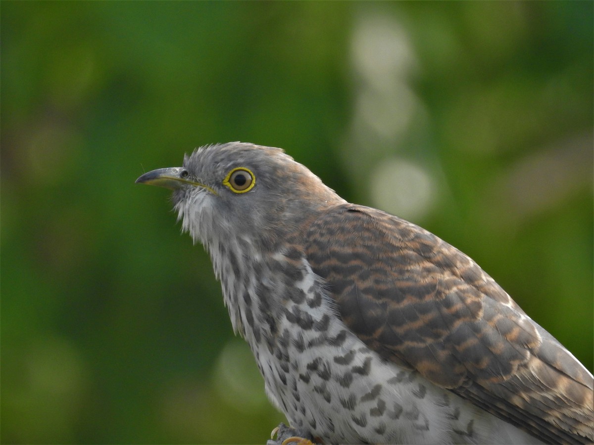 Common Hawk-Cuckoo - ML93623491