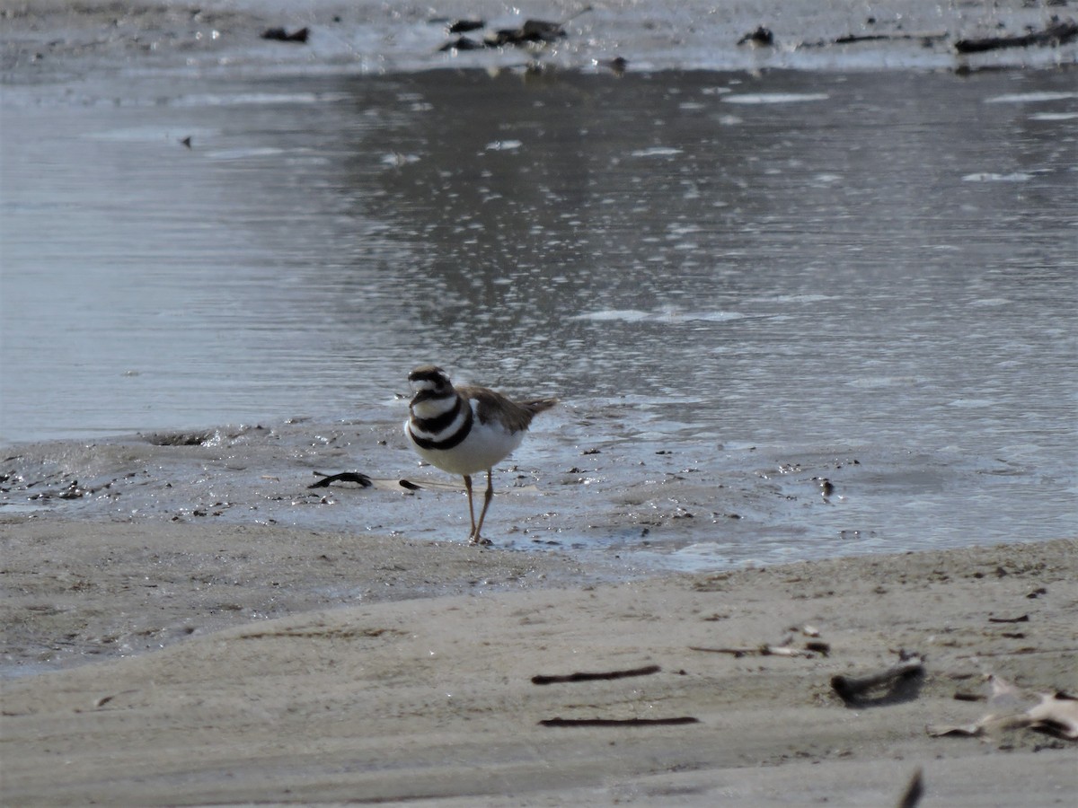 eBird Checklist - 8 Apr 2018 - Baugo Bay St. Joe County Park Boat ...