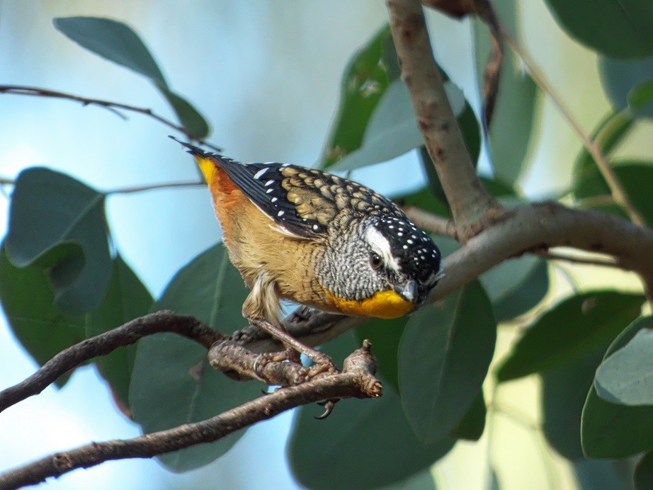 Spotted Pardalote - ML93625411