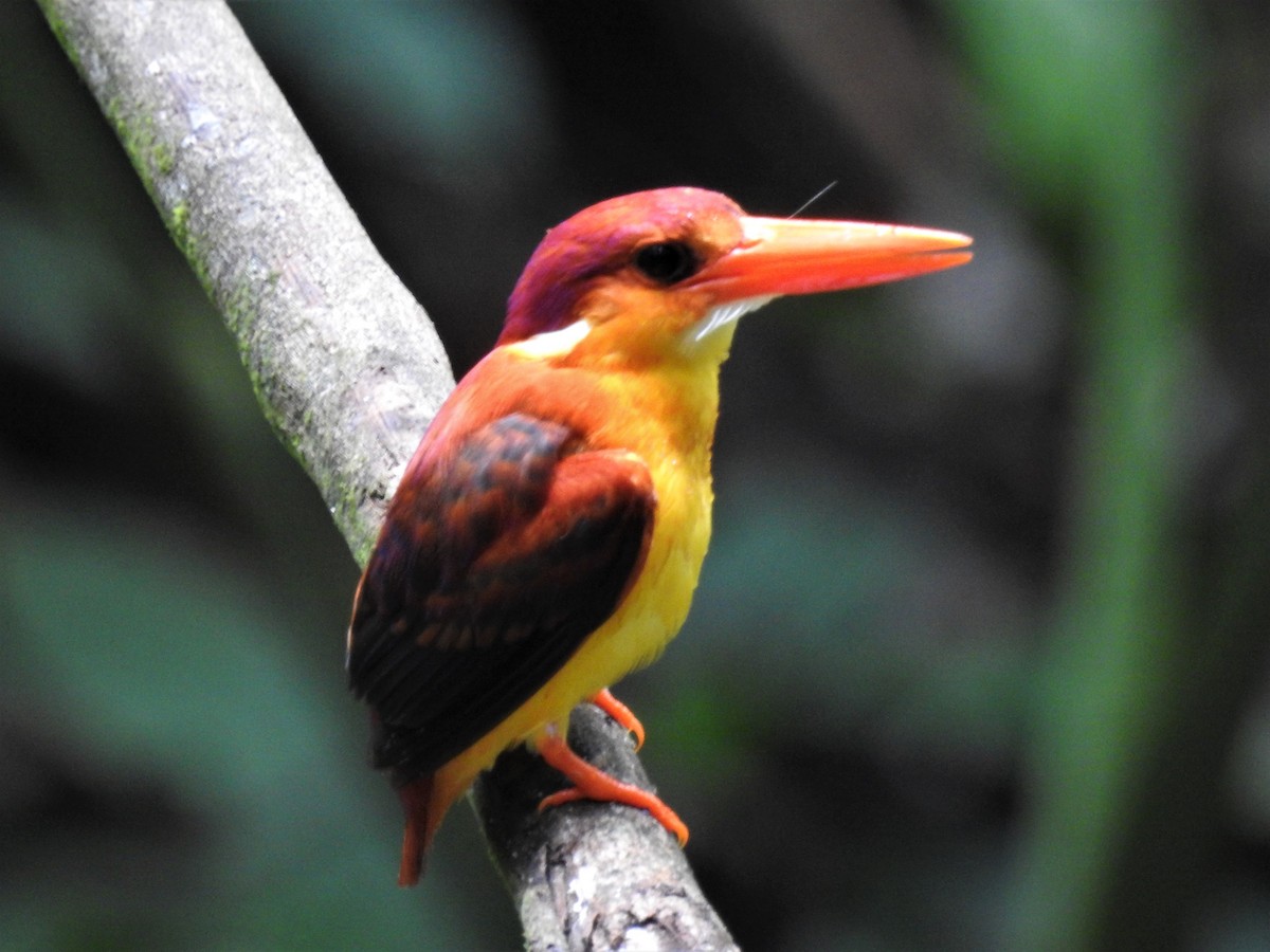Rufous-backed Dwarf-Kingfisher - Andy Lee