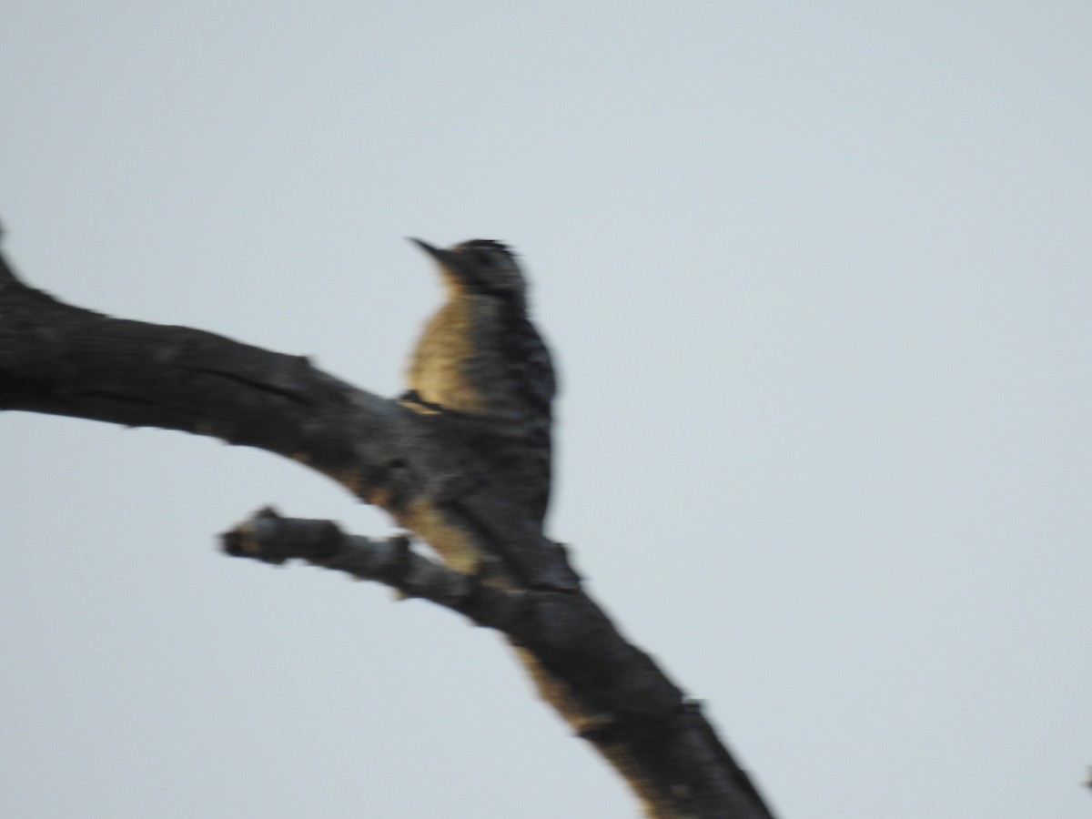 Freckle-breasted Woodpecker - ML93629211