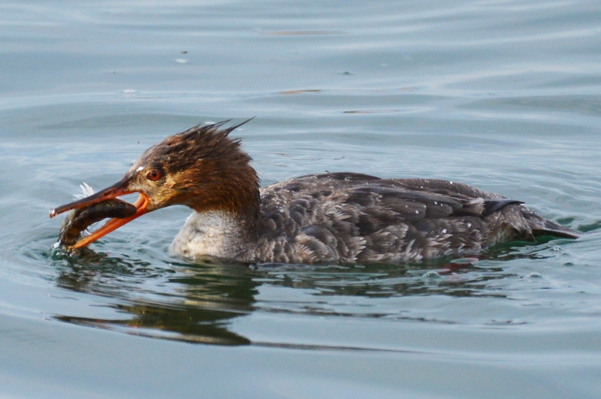 Red-breasted Merganser - Amy Downing