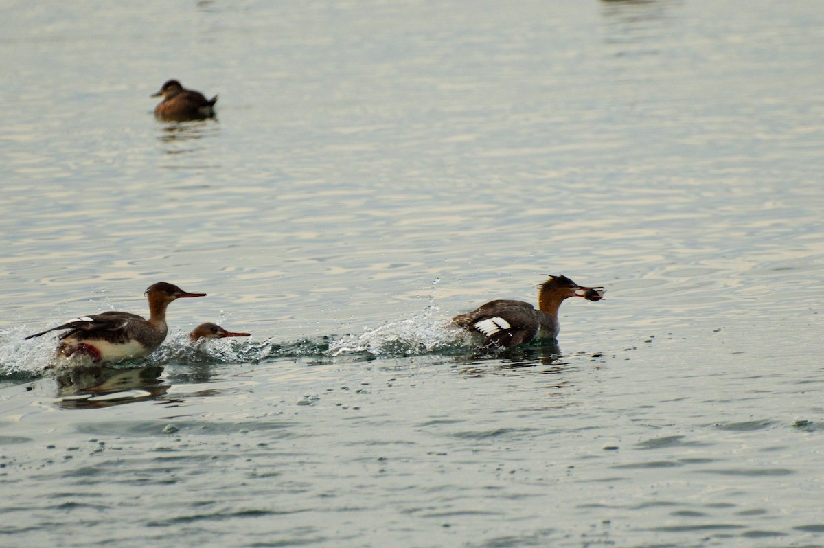 Red-breasted Merganser - Amy Downing