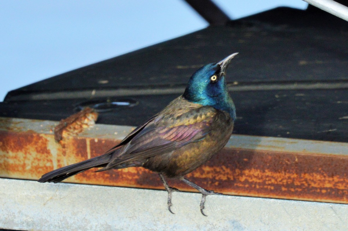 Common Grackle - Amy Downing