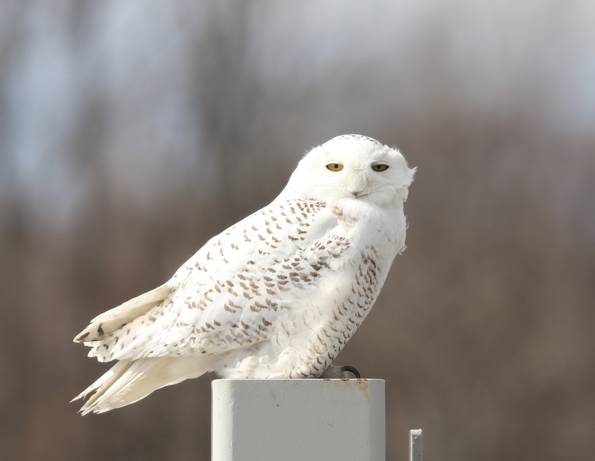 Snowy Owl - ML93630831