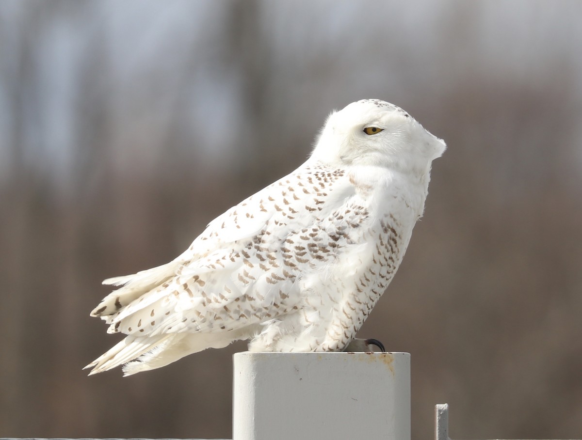 Snowy Owl - ML93630841