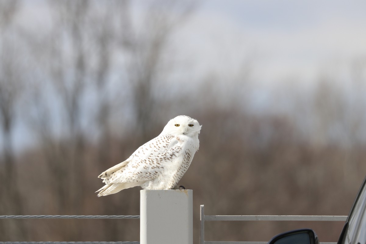 Snowy Owl - ML93630871