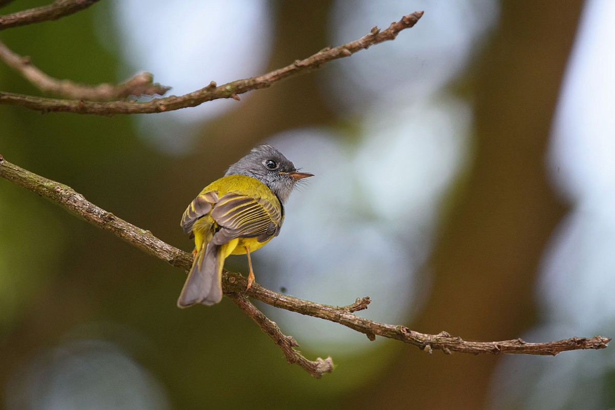 Gray-headed Canary-Flycatcher - Magesh Ram