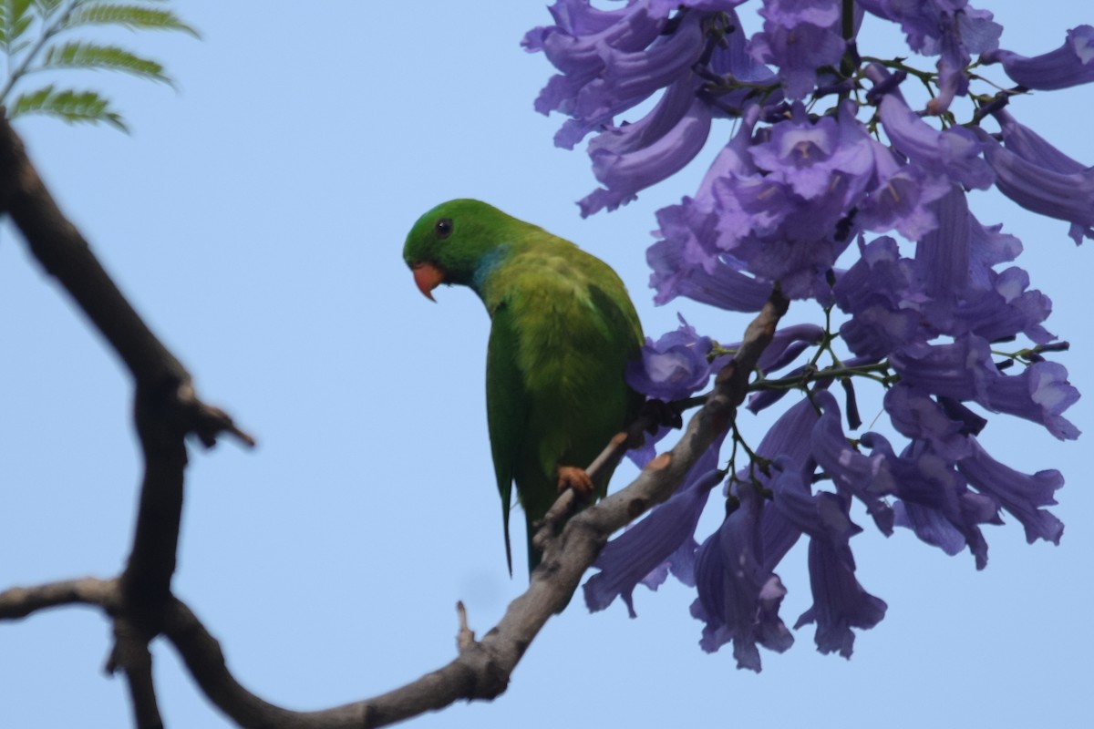 Vernal Hanging-Parrot - Magesh Ram