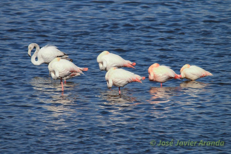 Greater Flamingo - ML93632451