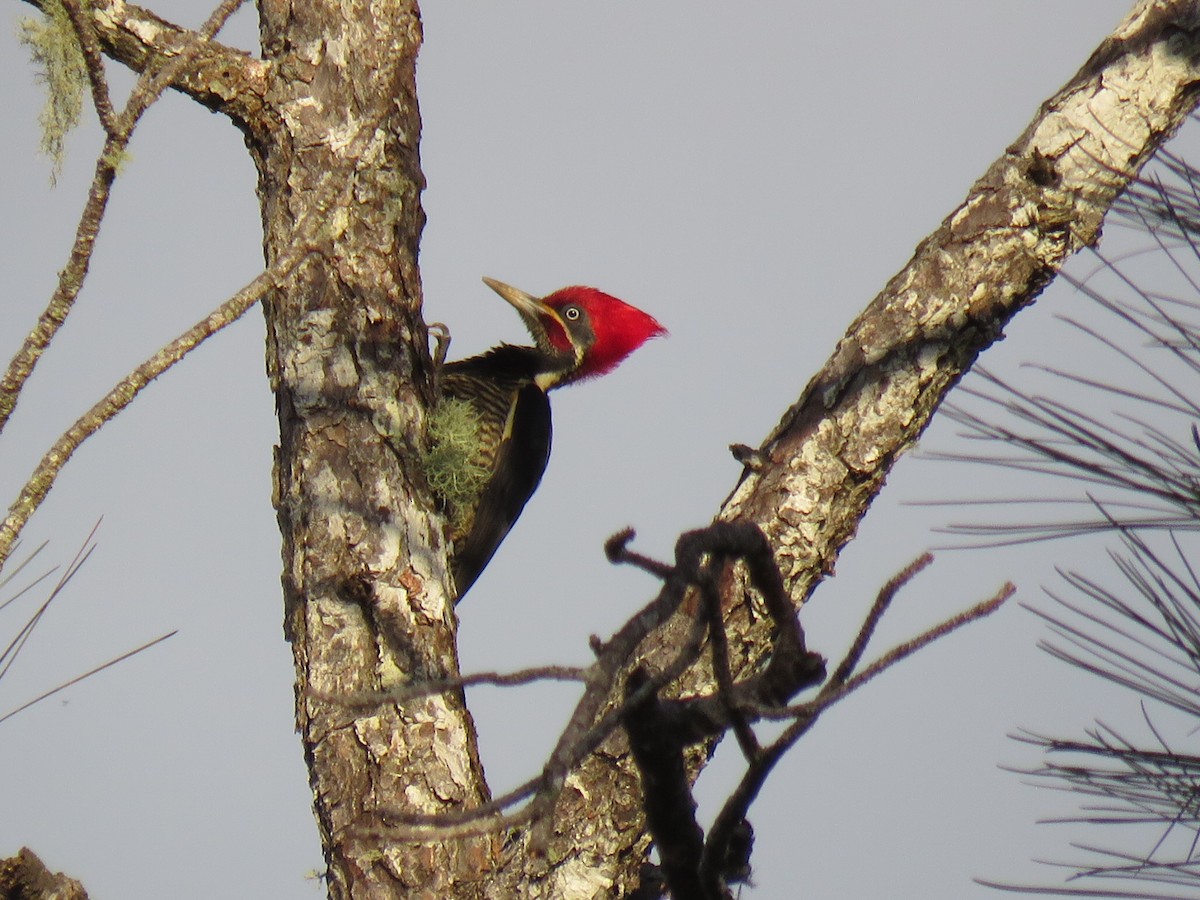 Lineated Woodpecker - Alan  Troyer