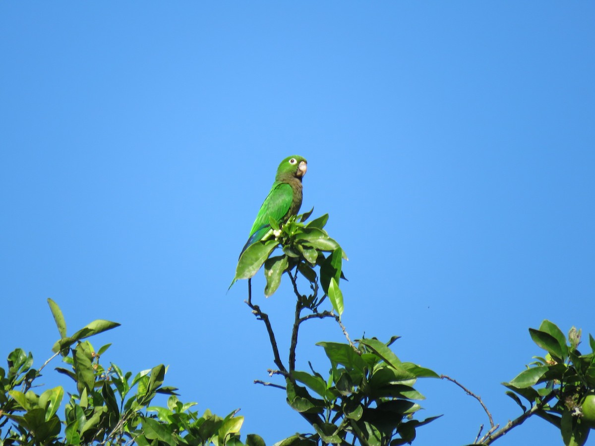 Olive-throated Parakeet - Alan  Troyer