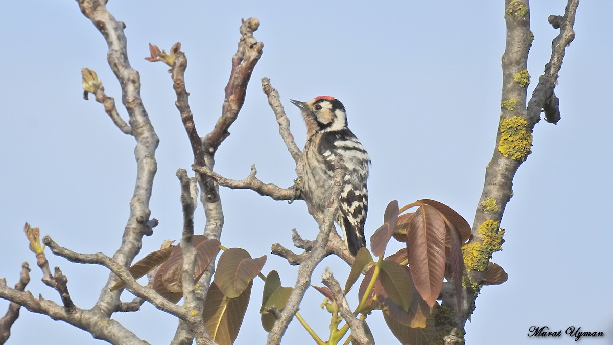 Lesser Spotted Woodpecker - Murat Uyman