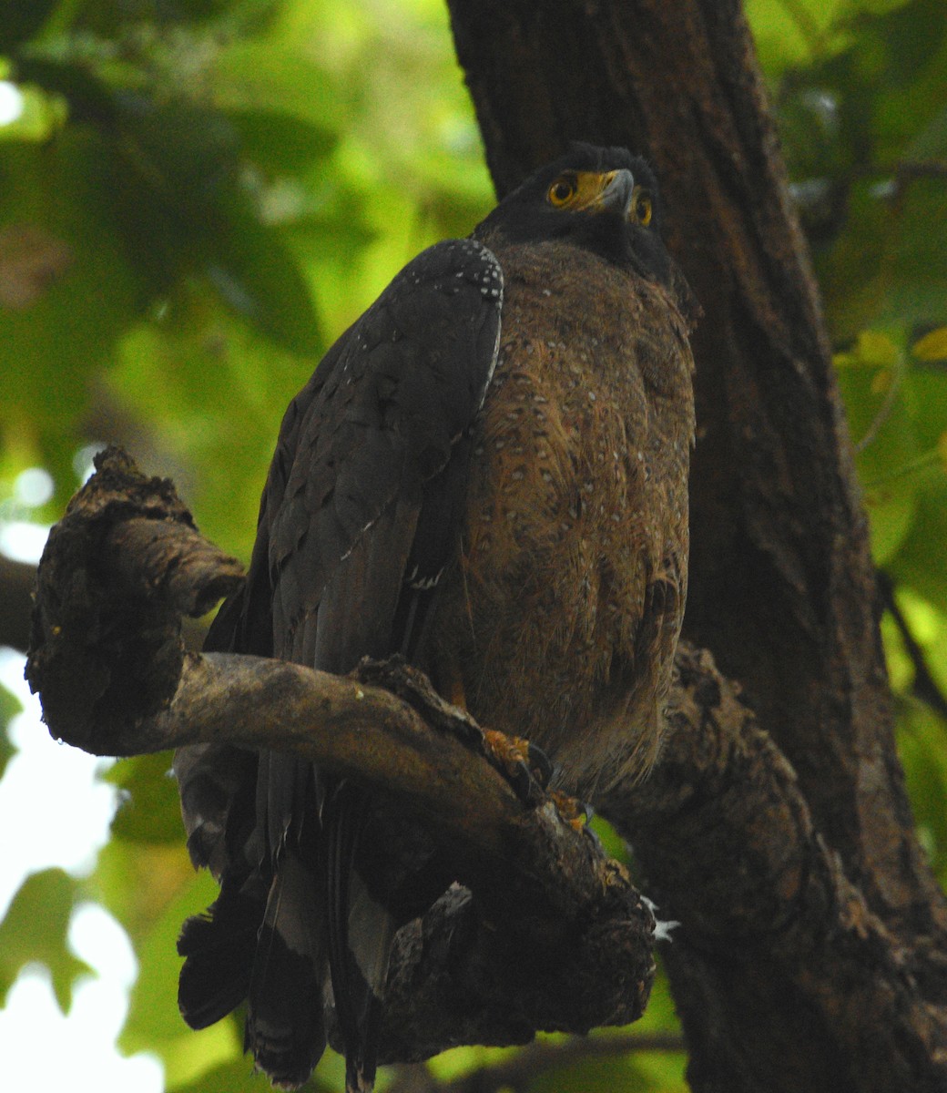 Crested Serpent-Eagle - Sanjiv Khanna