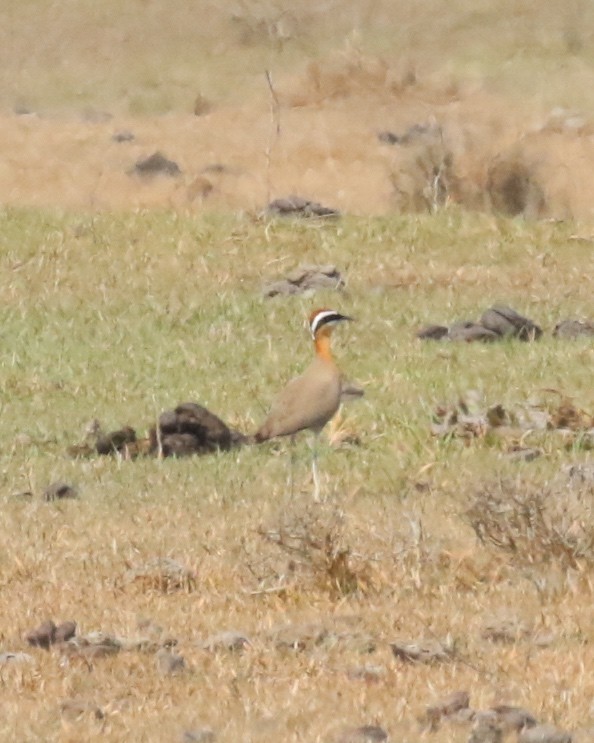 Indian Courser - ML93642031