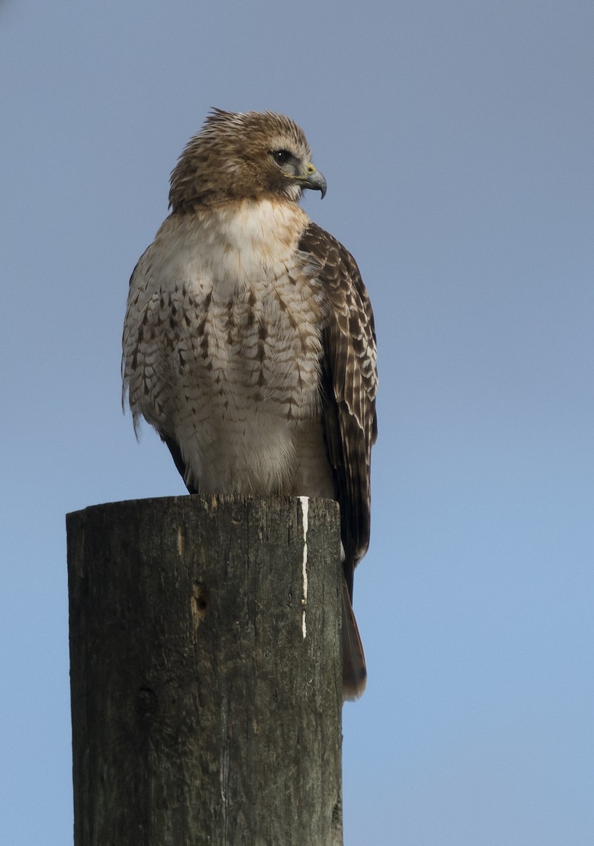 Red-tailed Hawk - ML93649871