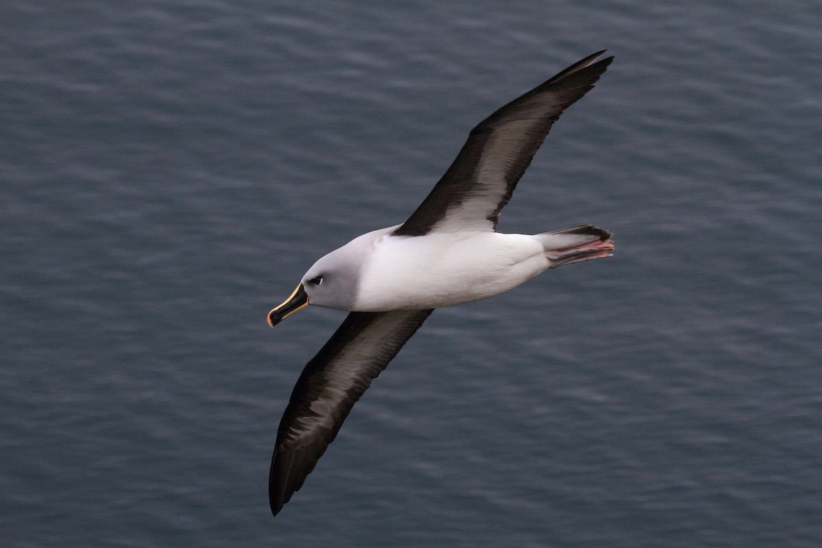 Gray-headed Albatross - ML93650211