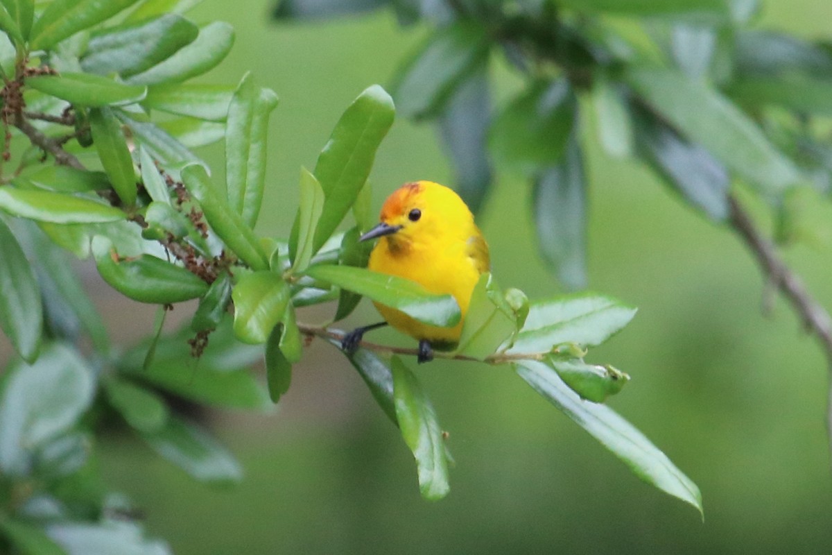 Prothonotary Warbler - ML93652911
