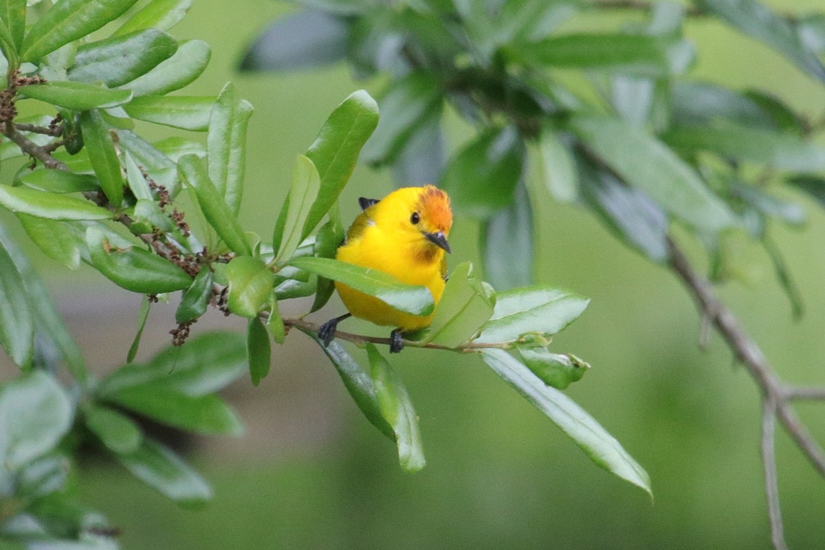 Prothonotary Warbler - ML93652941