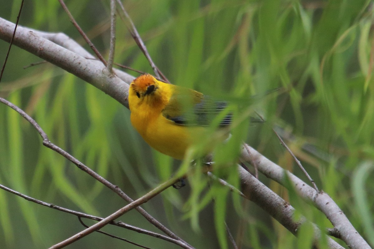 Prothonotary Warbler - ML93652951