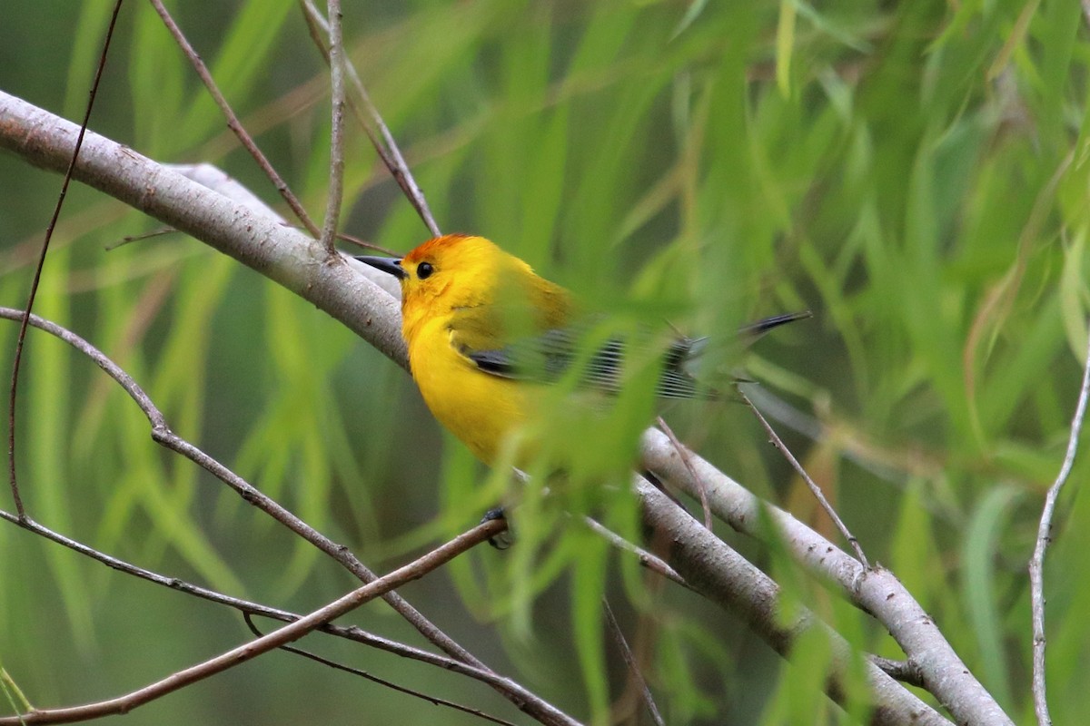 Prothonotary Warbler - ML93652961