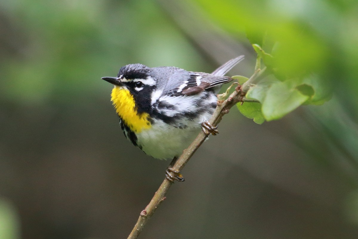 Yellow-throated Warbler - ML93653041