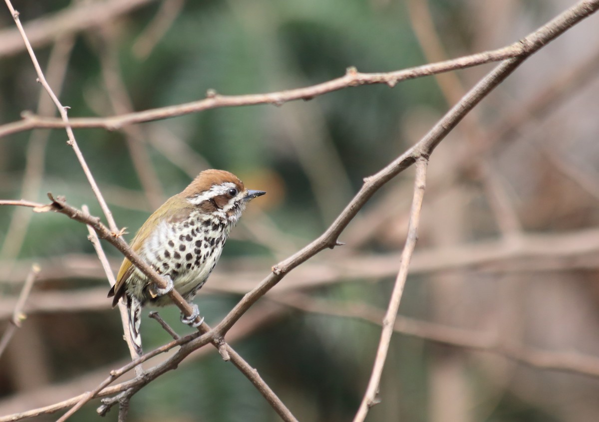 Speckled Piculet - Anonymous eDipper