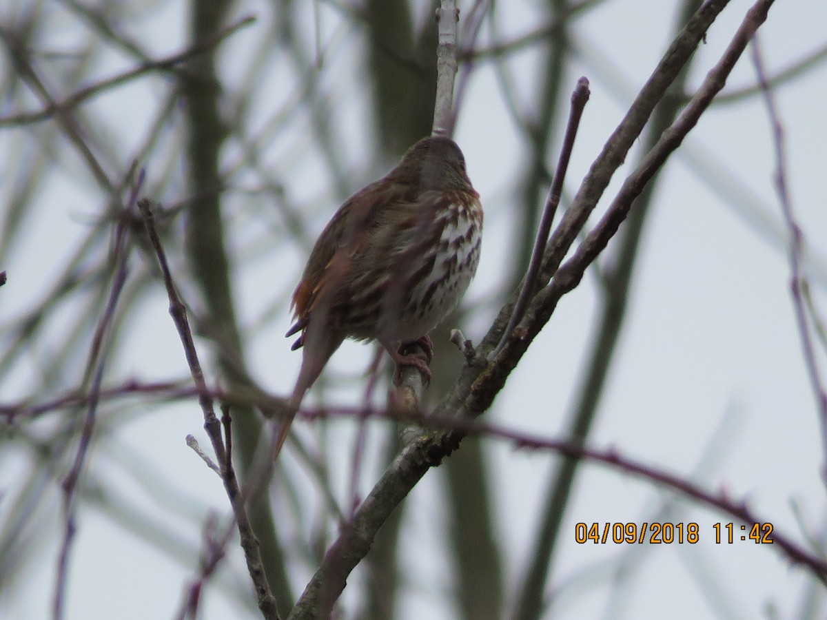 Fox Sparrow - ML93657241