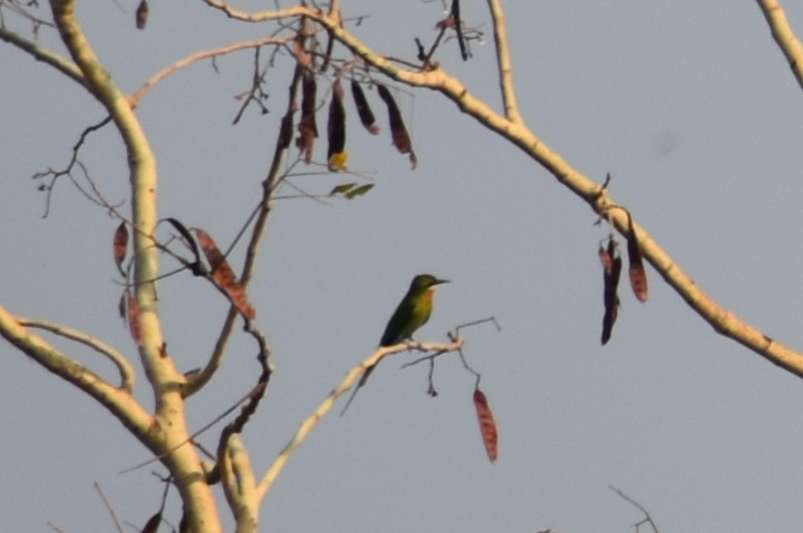 Blue-tailed Bee-eater - S M  SUNDARAM